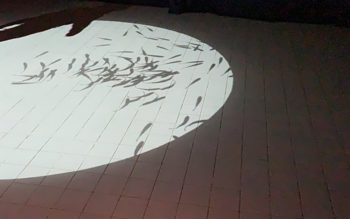 海遊館 #海に住んでる夢を見る の
空間演出やコンセプトがいいなと思った。出張終わりにふと立ち寄ったけど、行って良かった。
急いでたので、今度は一眼持ってゆっくり見たいな
まともな写真がなくて、すみません。