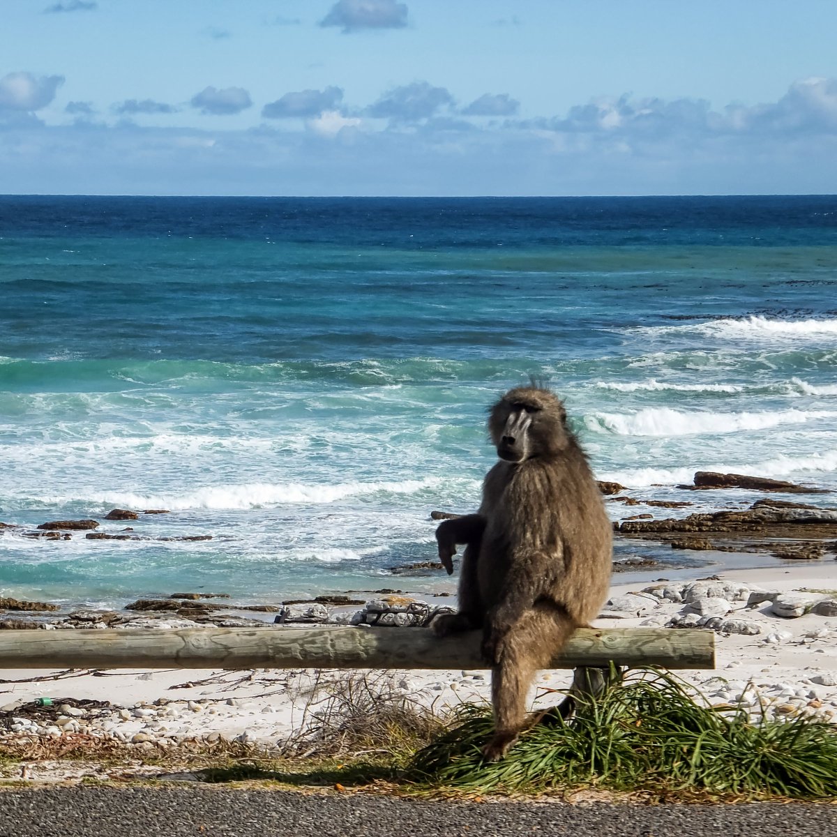 WithersClarke's tweet photo. Another beautiful day to be out and about in the Deep South !
#lovecapetown #capetown #visitcapetown #capepoint #capepointroute #tablemountainnationalpark #capeofgoodhope #capepointsa https://t.co/lcYeZ4RwlT