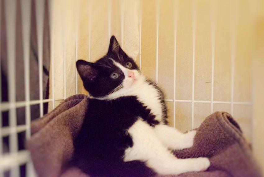 MY_5T's tweet photo. どういう座り方…？
#猫 #子猫 #ハチワレ
#猫好きさんと繋がりたい https://t.co/pIHr5j7KHK