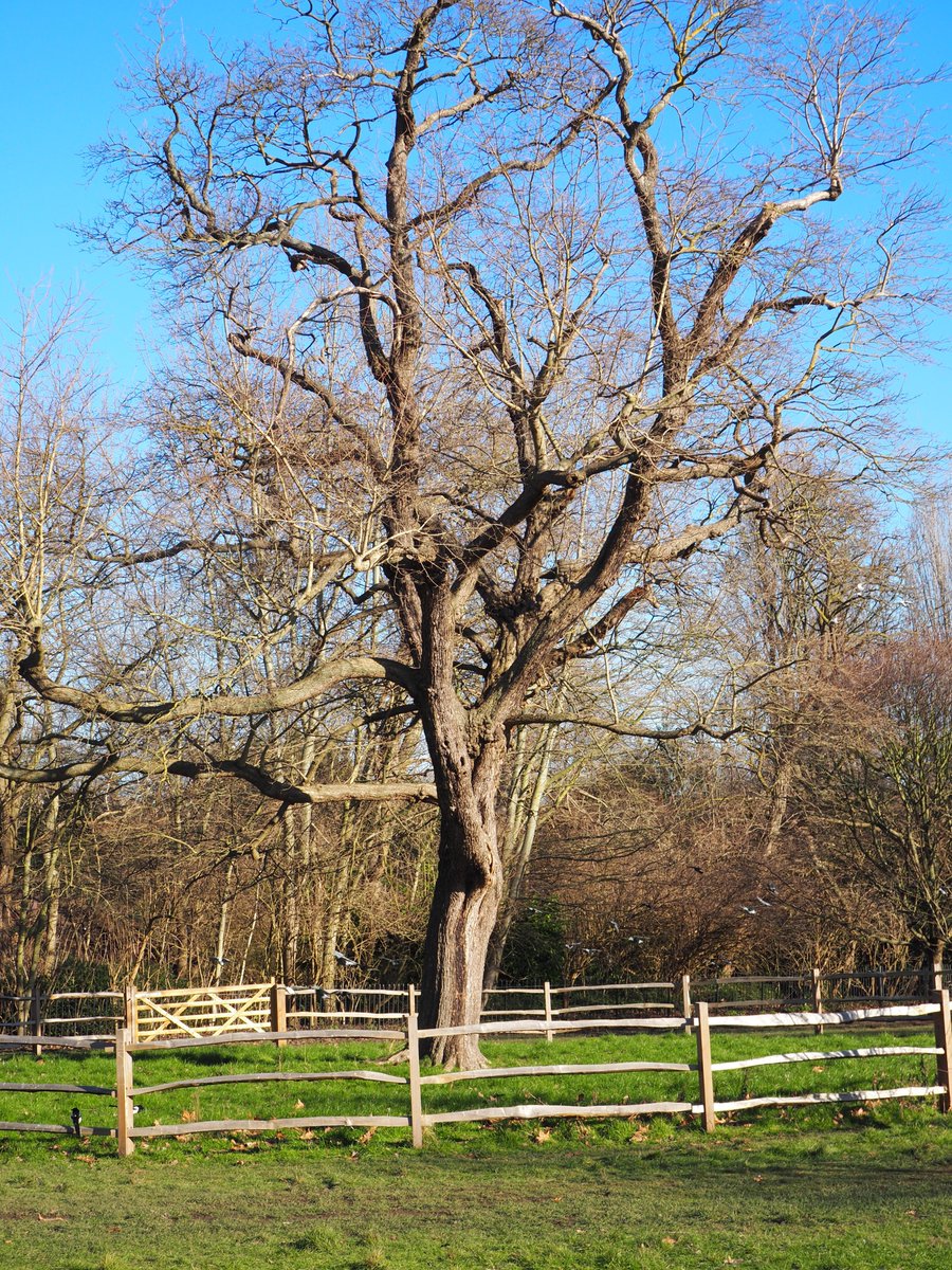 <a href="/AdamCormack_/">Adam Cormack</a> My favourite field maple from Kensington Gardens
