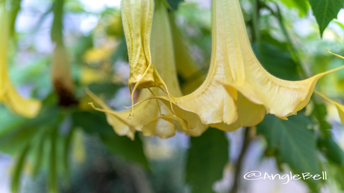 美しい花の画像 これまでで最高の花 ダチュラ