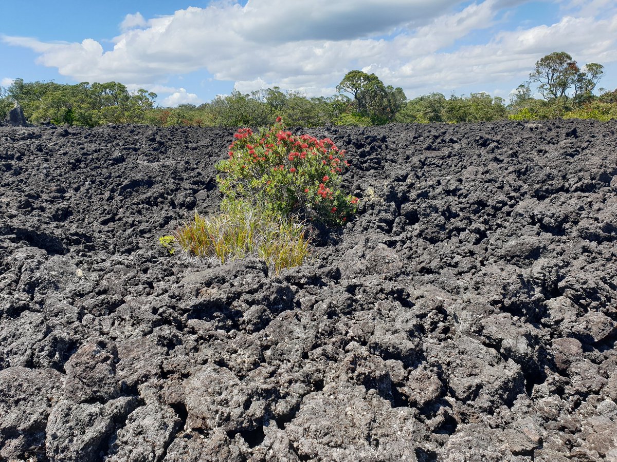 theAstrobioGeol's tweet photo. Research field trip to Rangitoto today to collect seismic data for the Auckland Volcanic Field. Finished with a squad volcanbro photo at the summit- spot the people who study calderas/maars #volcano #DEVORA #AcademicTwitter @lavabombs https://t.co/NACuV10b6f