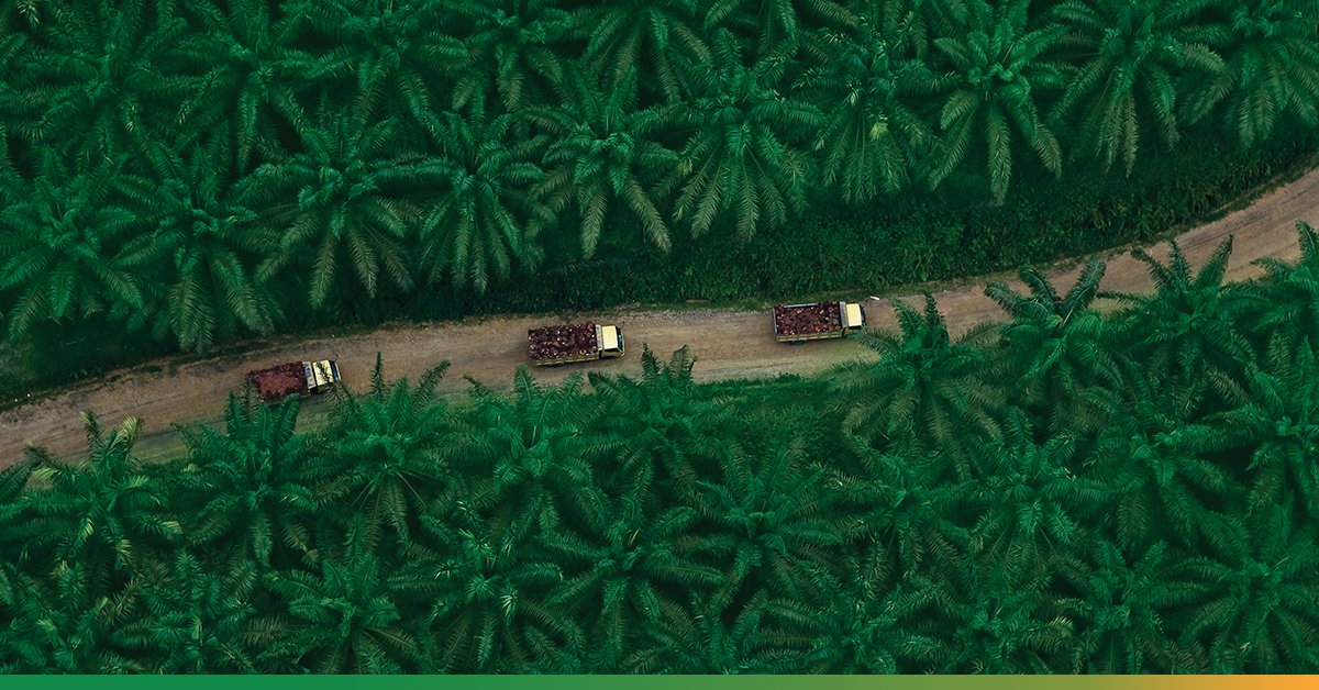 Asian_Agri's tweet photo. Selamat #HariPerkebunan! Sektor perkebunan #kelapasawit berperan penting terhadap perekonomian nasional. Dalam mengelola #kebunsawit, kami menjalin kemitraan dengan petani yang memungkinkan mereka mengoptimalkan hasil panen dan memberikan pembinaan serta pelatihan. https://t.co/38kJDiU6Yg