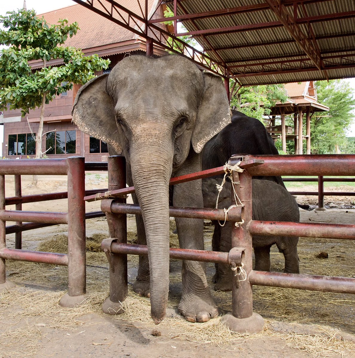 Sonya75211500's tweet image. #BelowDeck is going visit the elephants!  I went in 2012 to #elephantstay and met these sweet animals. ❤️