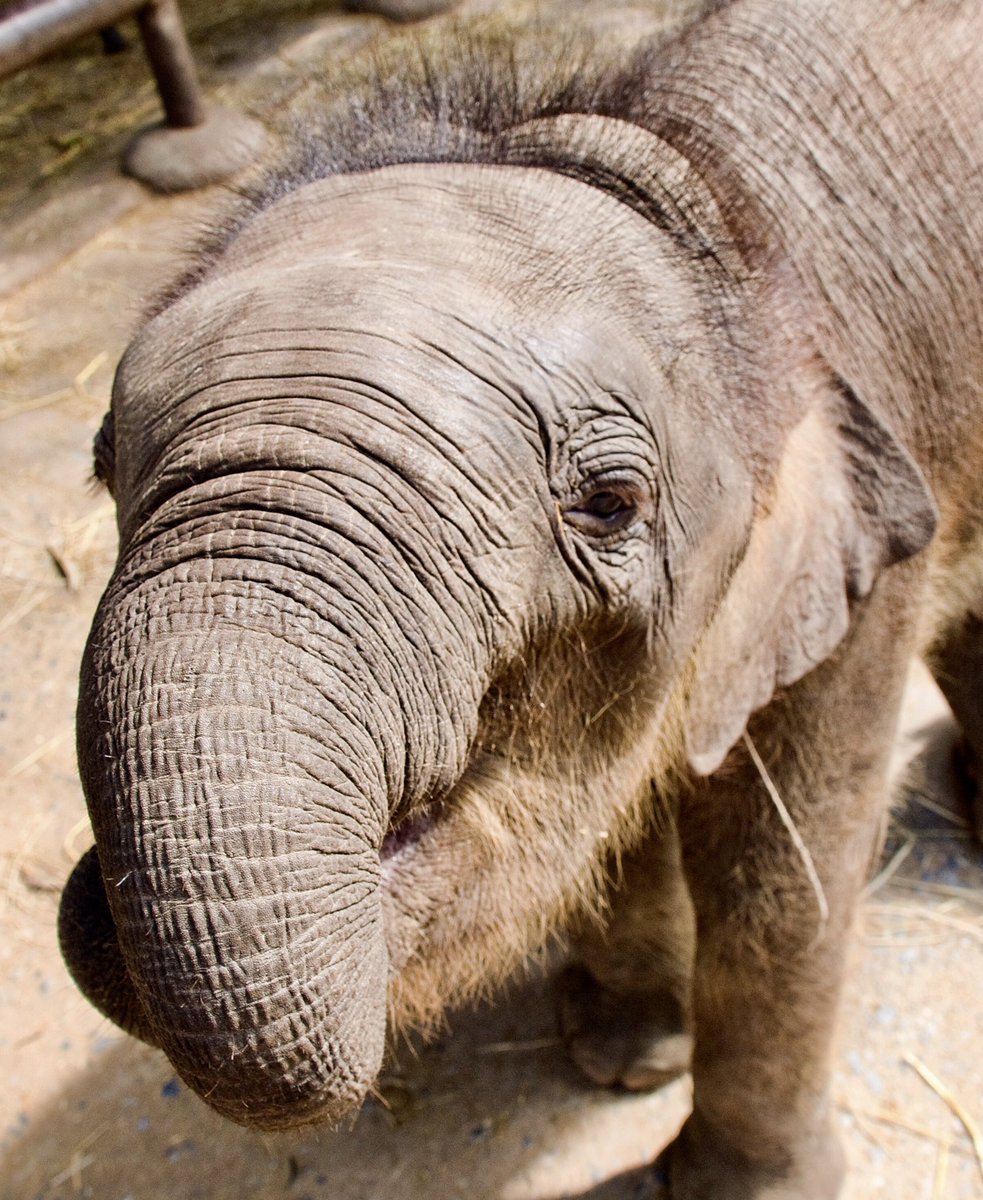 Sonya75211500's tweet image. #BelowDeck is going visit the elephants!  I went in 2012 to #elephantstay and met these sweet animals. ❤️