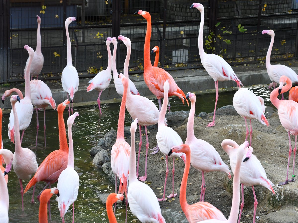 そろそろフラミンゴたちの恋の季節が近づいてきました。 フラミンゴは1