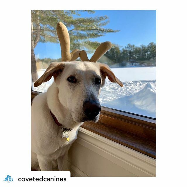 Posted <a href="/withrepost/">Repost app</a> • @covetedcanines SOS! We need your help! It’s December 9th and one of Santa’s reindeer needs to go home! He’s the famous Reuben the Reindeer, known far and wide for his glowing heart and snowy fur; perfect for camouflaging from go… ift.tt/36gGBBx
