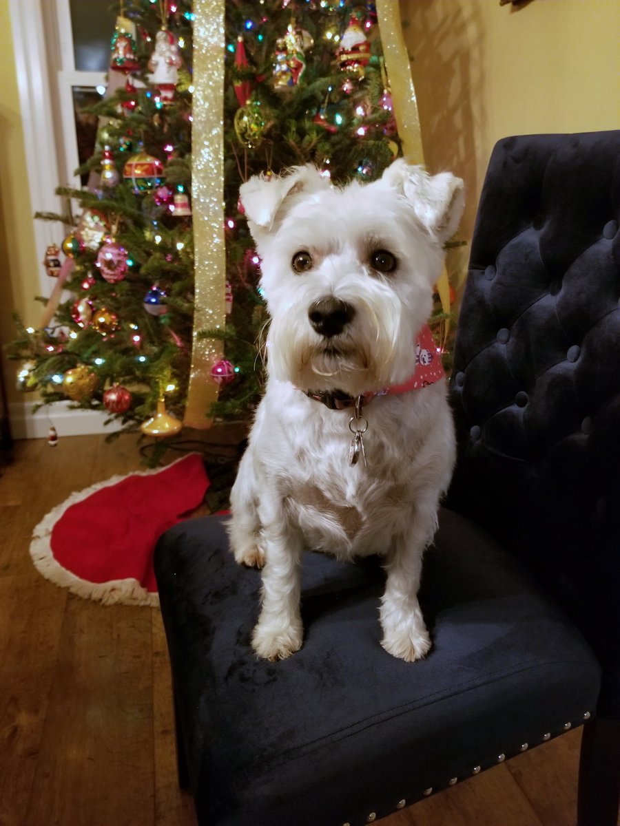 SWauzer's tweet photo. Busy day here today. Haircut in the morning. Nap in the afternoon. And an early evening photo shoot on the velvet chair. https://t.co/Z24SjAOOKJ