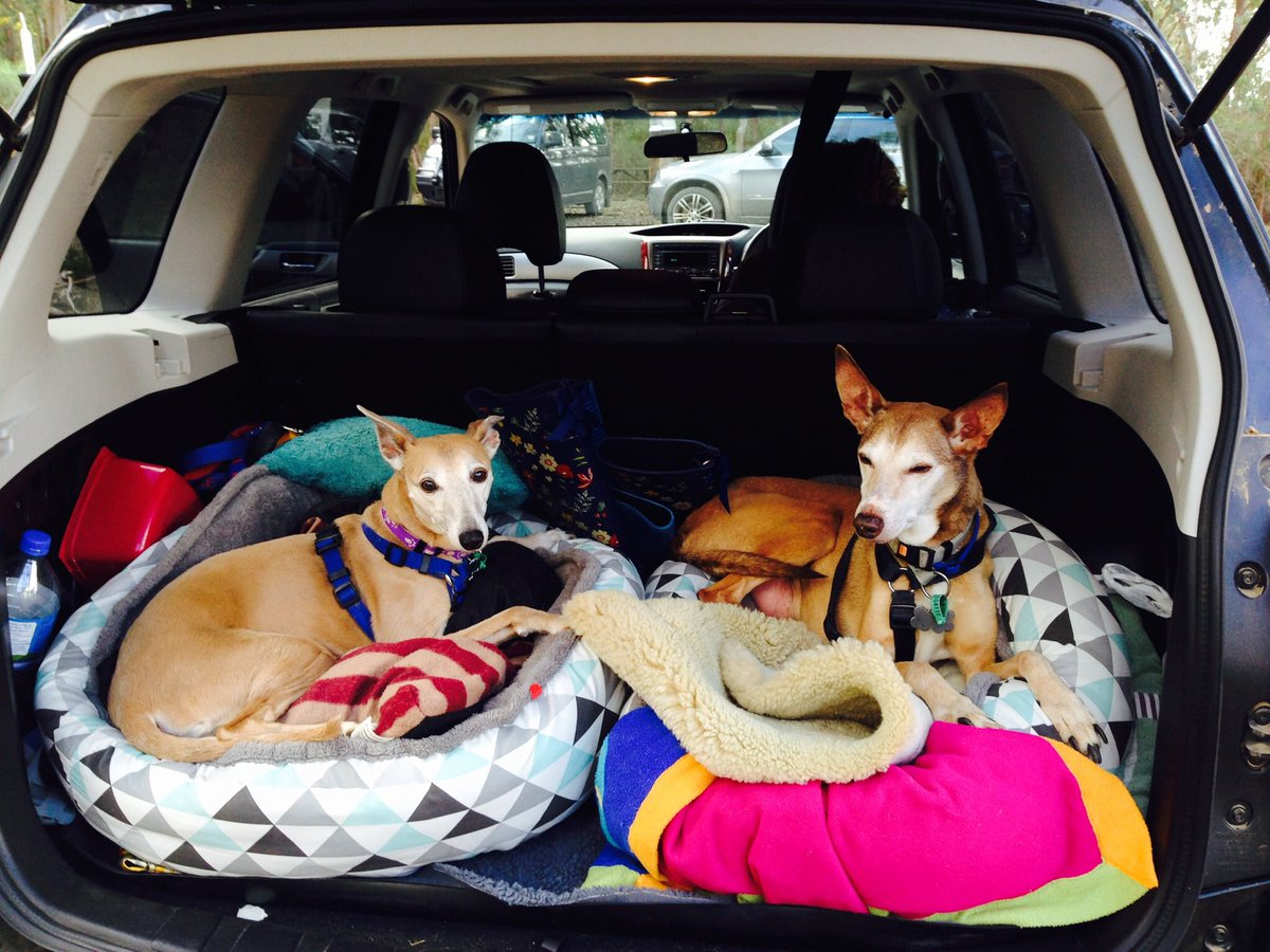 loadeddog's tweet photo. Kobe, our gorgeous girl slipped away peacefully this morning
A beautiful cheeky bold dynamo of determined Whippet
15 wonderful years of walking, running, loving &amp; causing chaos
She used every one of her many lives
She’s chasing rabbits with her brother, Tully, together again ❤️🐾 https://t.co/WyWAZa6pH5