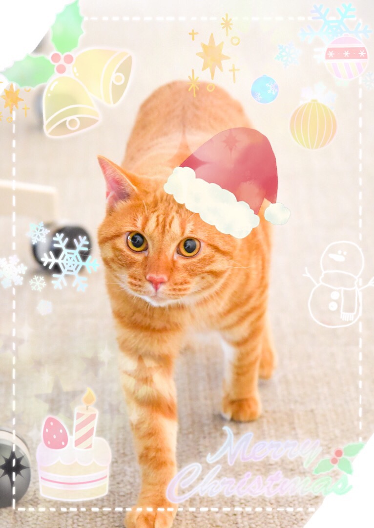 無料写真編集 加工アプリ 楽画cute もう直ぐ クリスマス ですね にゃつみ特別顧問を 楽画cute で可愛くしてみました 楽画cuteはクリスマススタンプたくさん用意しています 楽画cute Xmas 辰巳電子工業 奈良県 画像加工 写真加工