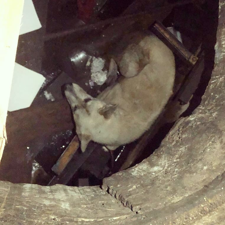 #EMERGENCY #RESCUE: #DOG FOUND IN #SEWER IN THE #CADILLAC STAMPING PLANT!!!

instagram.com/p/B54IlGklp-C/…