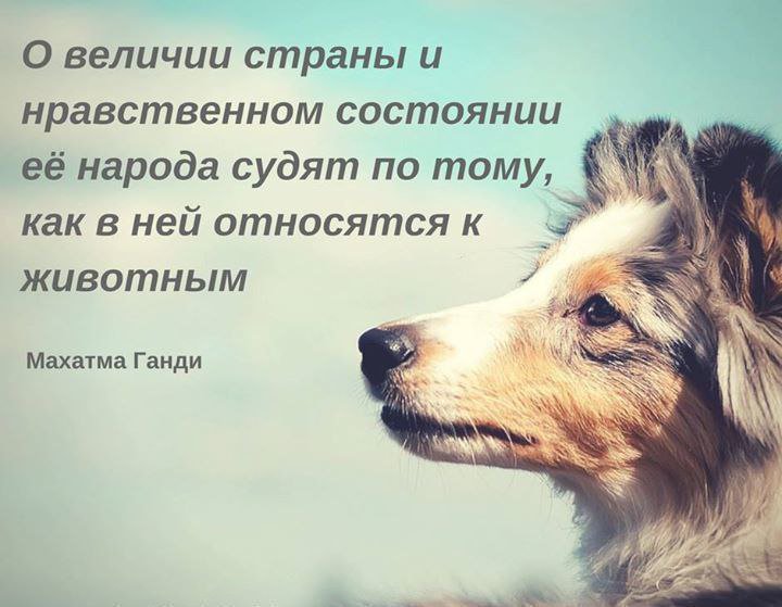 Пин от пользователя Наталья Стрельникова на доске Доброе утро Собачки, Собаки, Щ
