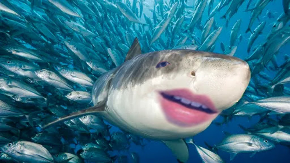 7) Shark Tuan ok but in my defense how the fuck was i supposed to photoshop a human face onto a shark?