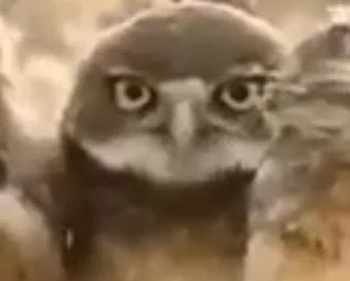 @discovery_jp こっち見んな 