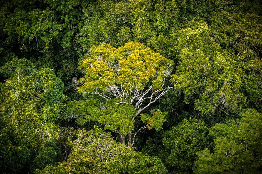 "Lorsqu’un chef d’œuvre de l’homme est détruit, cela s’appelle du vandalisme ; pourquoi, quand la nature est détruite, cela s’appelle-t-il si souvent le progrès ?" Francis Hallé, botaniste-explorateur franceculture.fr/emissions/de-c…