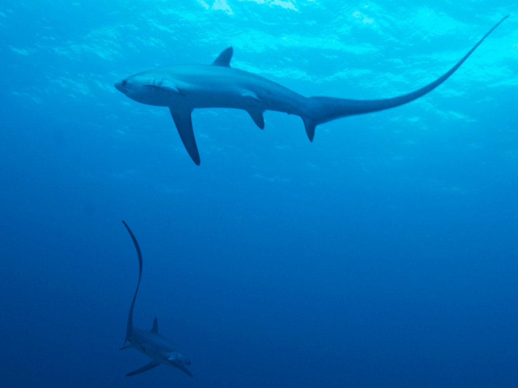 BuceoSafari's tweet photo. Filipinas es uno de los mejores países del mundo para bucear pues alberga infinitos tesoros bajo el mar convirtiendo cada inmersión en única. Te vienes a descubrirlos con #BuceoSafari? Te imaginas buceando con el #tiburónzorro? #CreamosExperiencias
https://t.co/LtOihaQWp6 https://t.co/ZEGiRltOp0