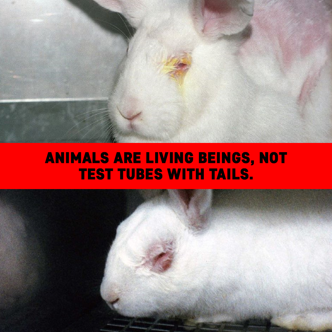 RABBITS ARE NOT TEST TUBES. RT if you agree!