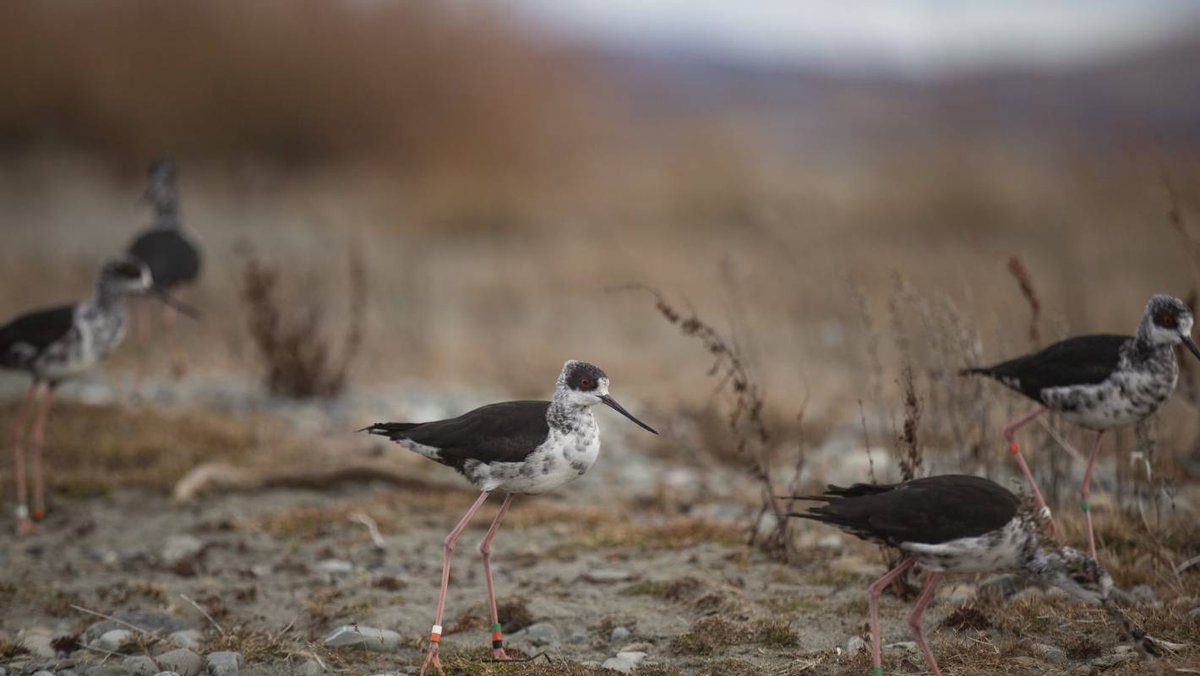 birdwriter's tweet photo. Severe river flooding threatens Critically #Endangered New Zealand Black #Stilt breeding - read more: https://t.co/INXP7KqXzV #kakī #conservation #Rangitata https://t.co/bwWnA38pIU