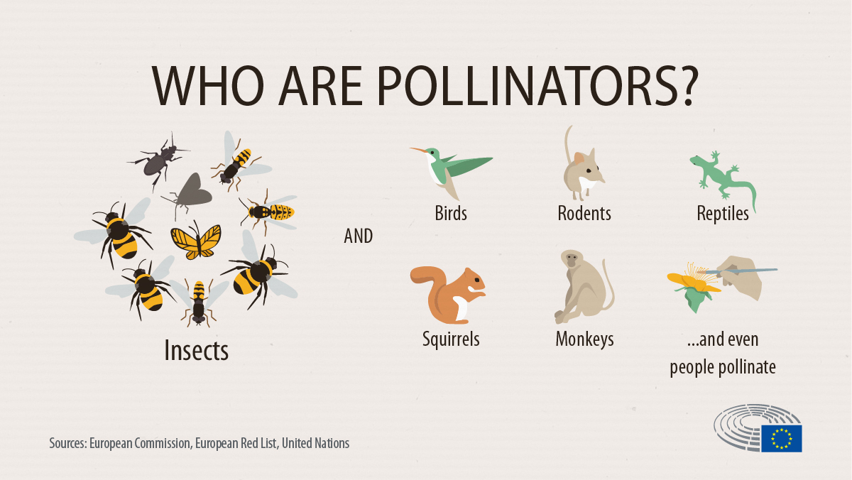 European Parliament auf Twitter: „Bees and other pollinators are  disappearing. Fewer pollinators means many plant species could decline or  even disappear. Read more about it 👉 https://t.co/GRhwJY1mPr  https://t.co/gr8RkTsMQr“ / Twitter