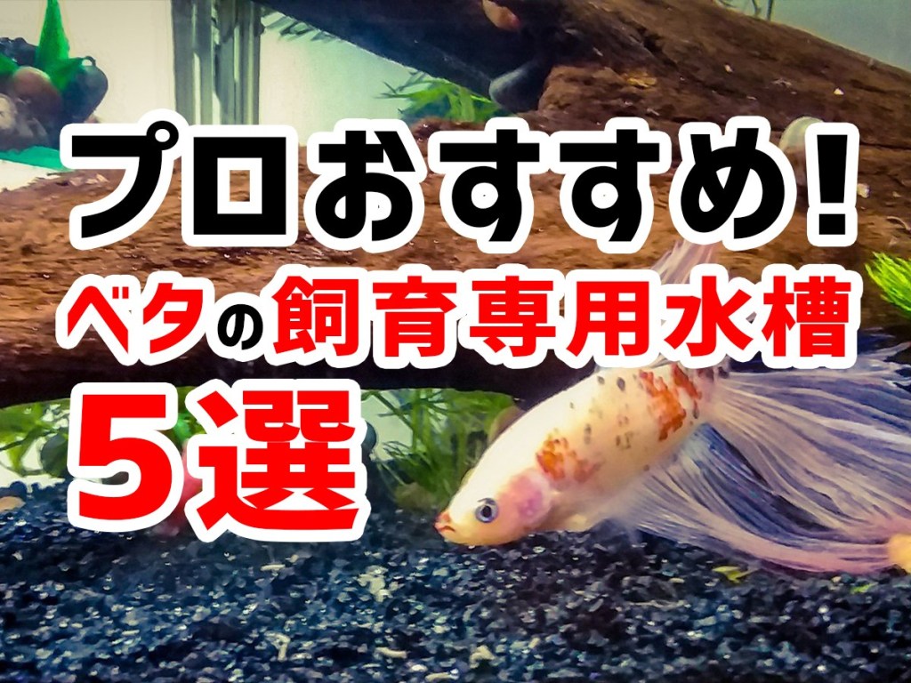 O Xrhsths トロピカ 東京アクアガーデン Sto Twitter プロおすすめ ベタの飼育専用水槽5選です アクアリウム Aquarium アクアリスト 水槽 熱帯魚 レイアウト Tropicalfish Fish 癒し 水槽のある暮らし アクアガーデン トロピカ ベタ 水槽 おすすめ