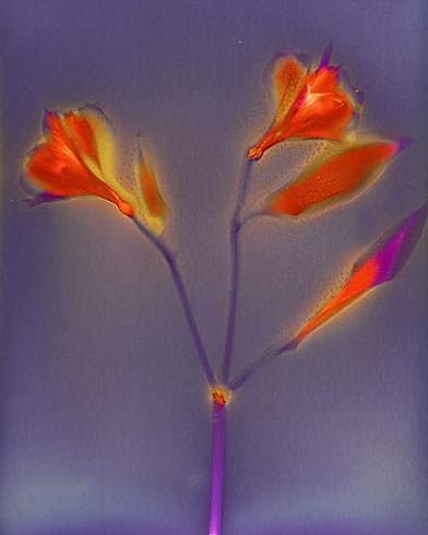 ArtsDarke's tweet photo. Lumen Print from 2016. Alstroemearia on Forte 8x10 paper, 4 hour exposure. #lumen #cameraless photography #alternativephoto process #plants #fineart #analogue #vintage #botanical #experimental photography #alternativephoto process https://t.co/Zh1jFcrT06