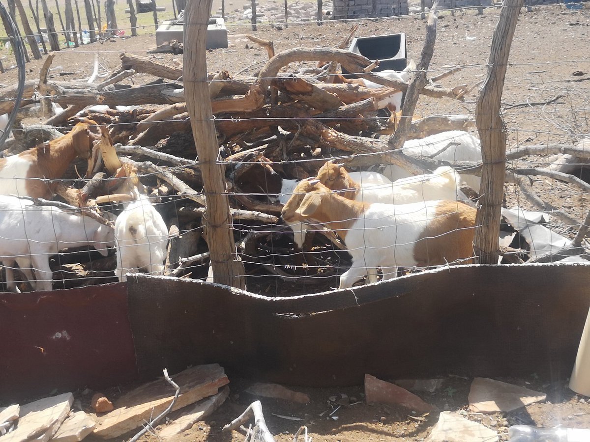 Stocktheft   is rife around Niani especially during this time of  festive season. One farmer had his 38 goats stolen at ha Manenzhe. Yesterday  residents of Tshipise cornered suspected thieves and burnt down  their vehicle#sabcnews