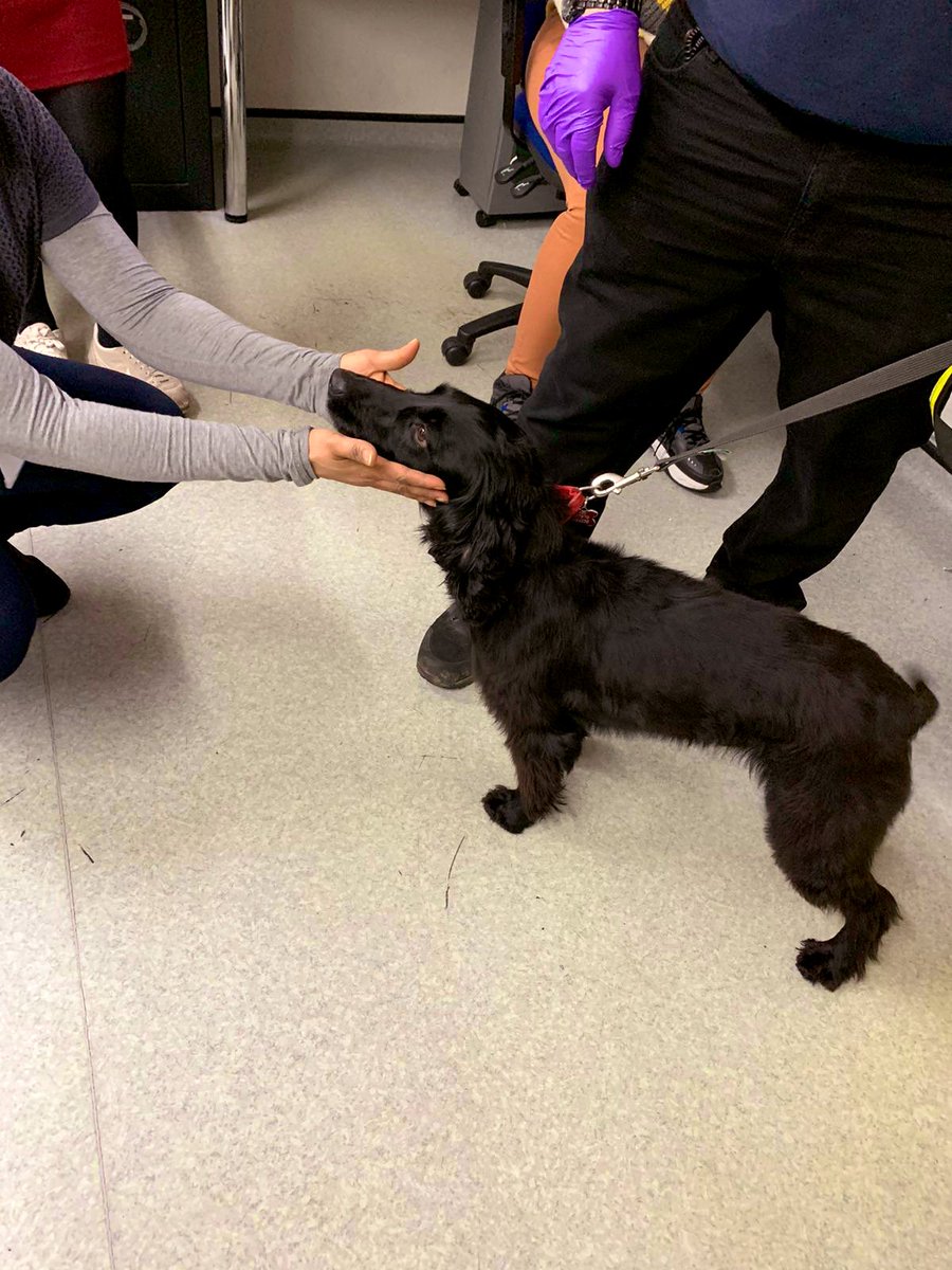 zara71613976's tweet photo. Our little #Jonty the best #dogsearching #dog ever so happy to do his job keeping everyone #safe #secure and #happy @MaudsleyNHS #team #care https://t.co/2obgzPqPq9