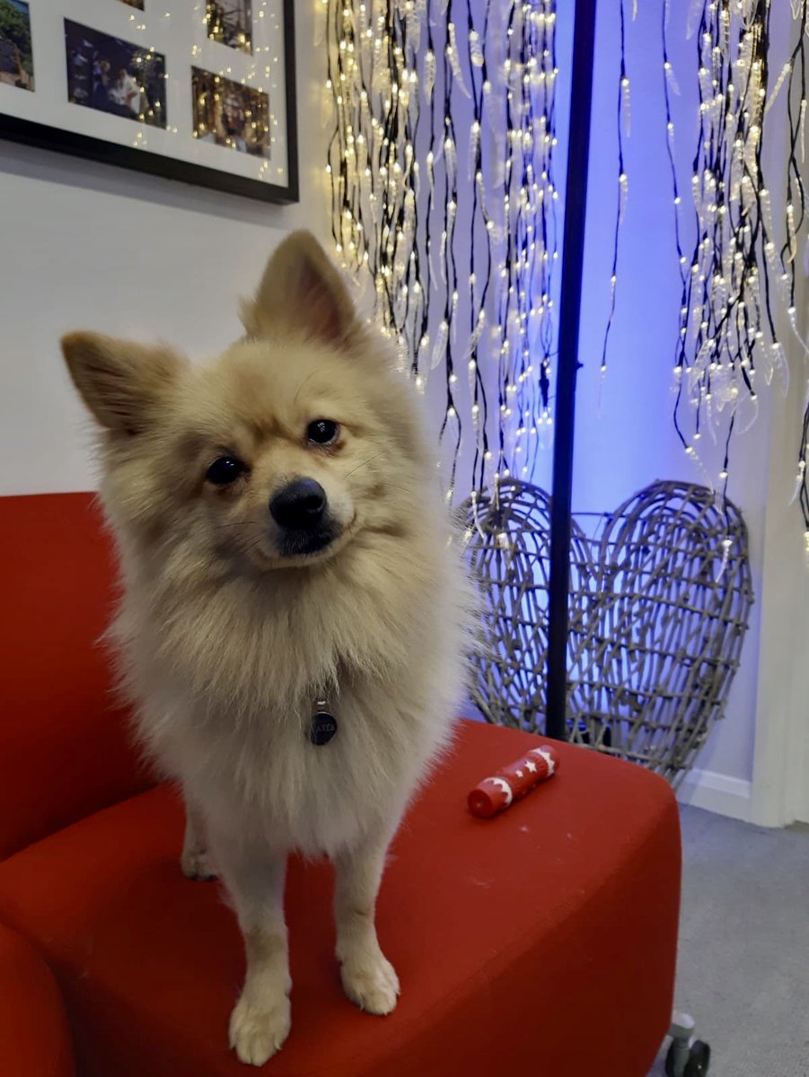 Academy_Prod_UK's tweet photo. Charlie says 'Merry Christmas and a Happy New Year to all our wonderful customers!' Thank you for supporting our business this year.

#soundandlighting #eventproductionservices #localsuppliers #localbusiness #lightingprops #eventstyling #eventlighting #berkshire #buckinghamshire https://t.co/oO6kvcrBfP