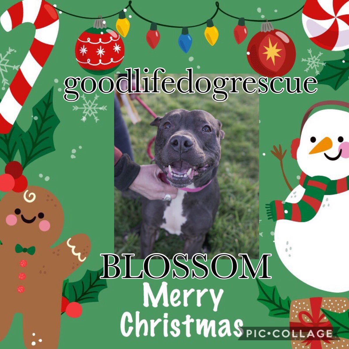 #CharityTuesday #super duper cutie on the lookout for a fabulous furever home #Blossom #TeamZay #itsallaboutthedogs #12rescuesofChristmas  Plz contact goodlifedogrescue.co.uk