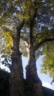 CorkHealthyCity's tweet photo. Summary I of some images of the great work carried out by @greenspacescork (partnership with @CorkHealthyCity @CorkEnvForum @NanoNaglePlace) in the South Parish in 2019 with @HealthyIreland Funding.  These are some of the amazing urban trees in the South Parish Tree Audit https://t.co/a8mK7vDBmq