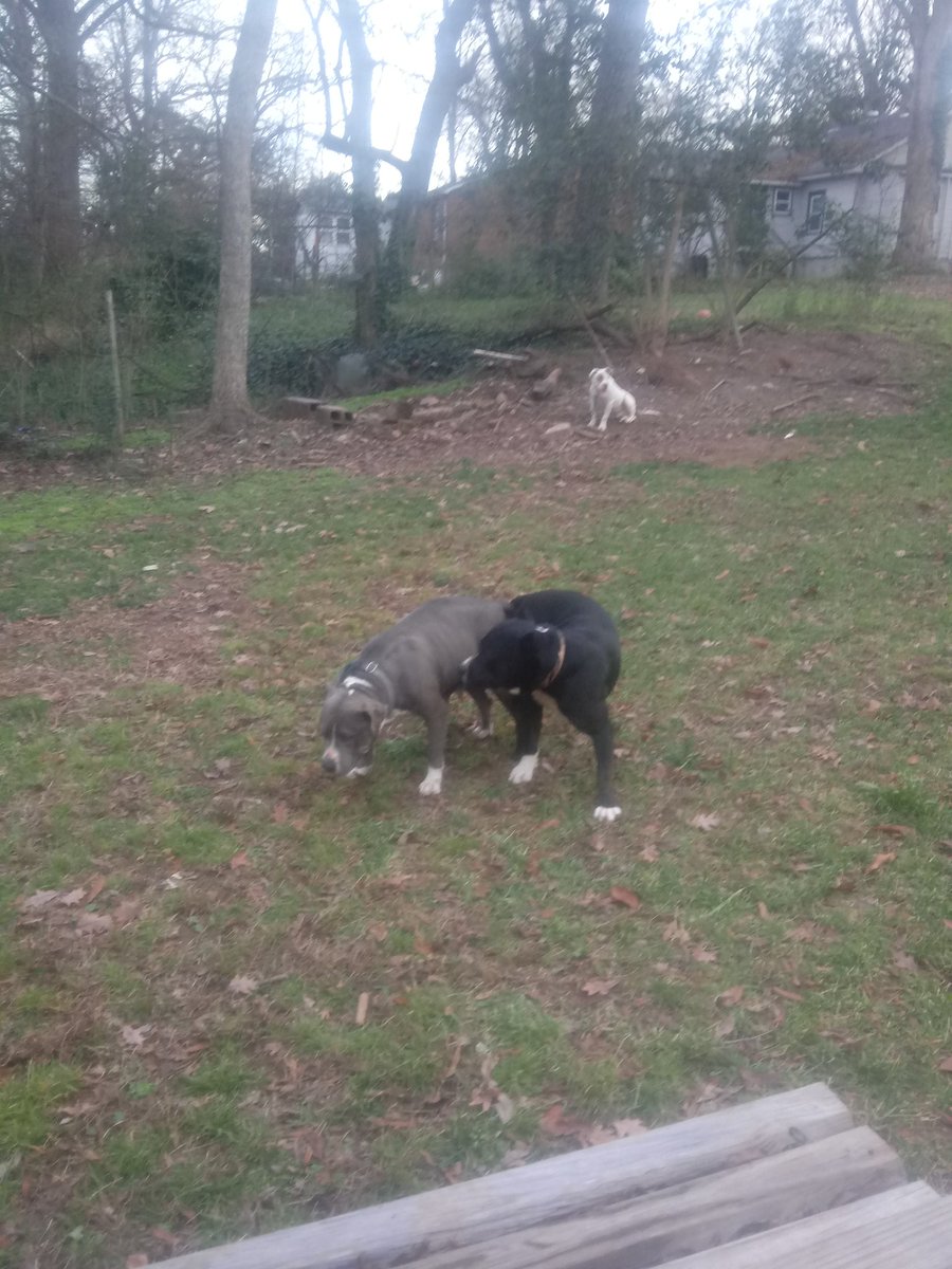 RahWhitlock's tweet image. American Bully puppies coming soon