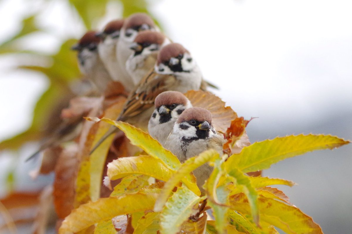 スーさん電車ごっこかな
チュンチュントレインきまったね！
#雀 #スズメ #すずめ #sparrow #鳥 #小鳥 #野鳥 #bird https://t.co/mPjMCDeXd1
