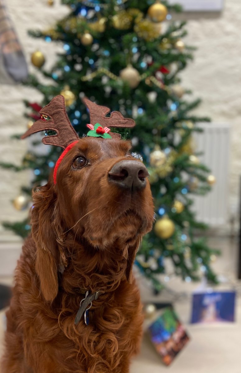 We've had our Secret Santa and now we've got the office reindeer in! #christmas #dog #dogsoftwitter