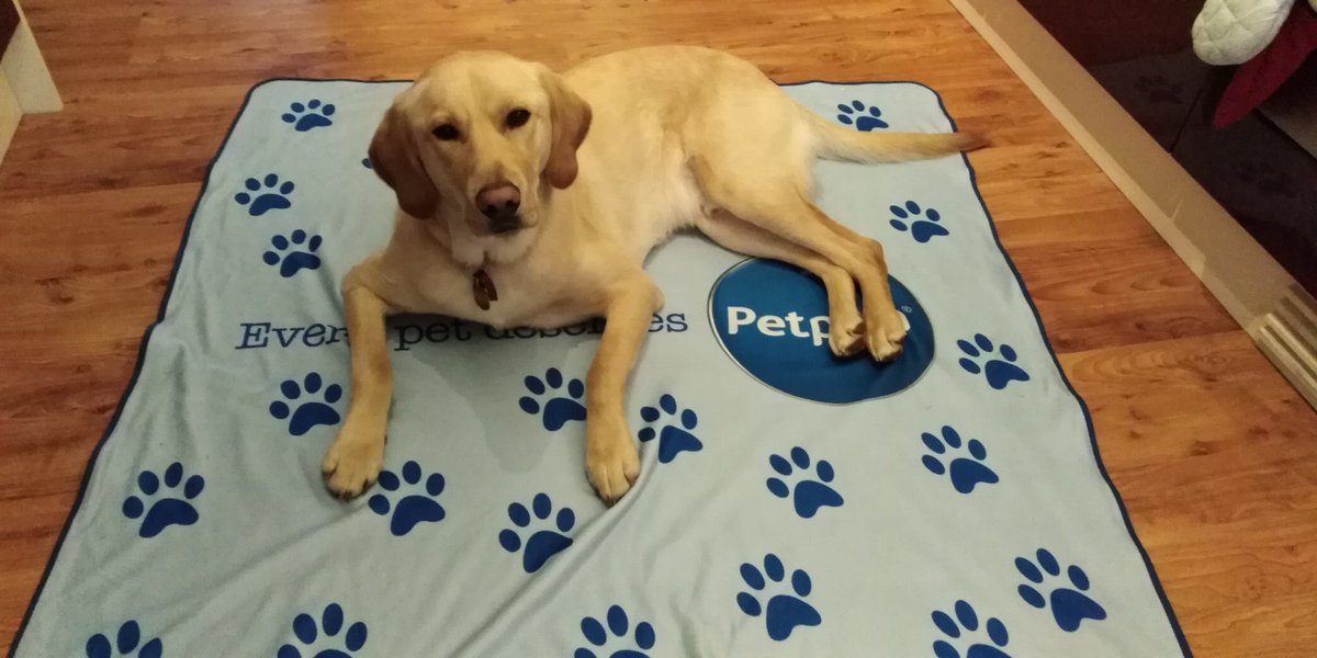 Thank you, @PetplanUK - Guide Dog puppy Jack won a thick, cosy blanket and he loves it! 
#guidedogpuppyjack
#petplanadvent
@guidedogsscot