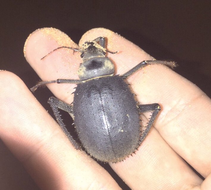 Unidentified Uaeの砂漠にいる虫 おそらくフンコロガシの類 親戚が住んでるので Unidentified Uaeの砂漠にいる虫 おそらくフンコロガシの類 親戚が住んでるので