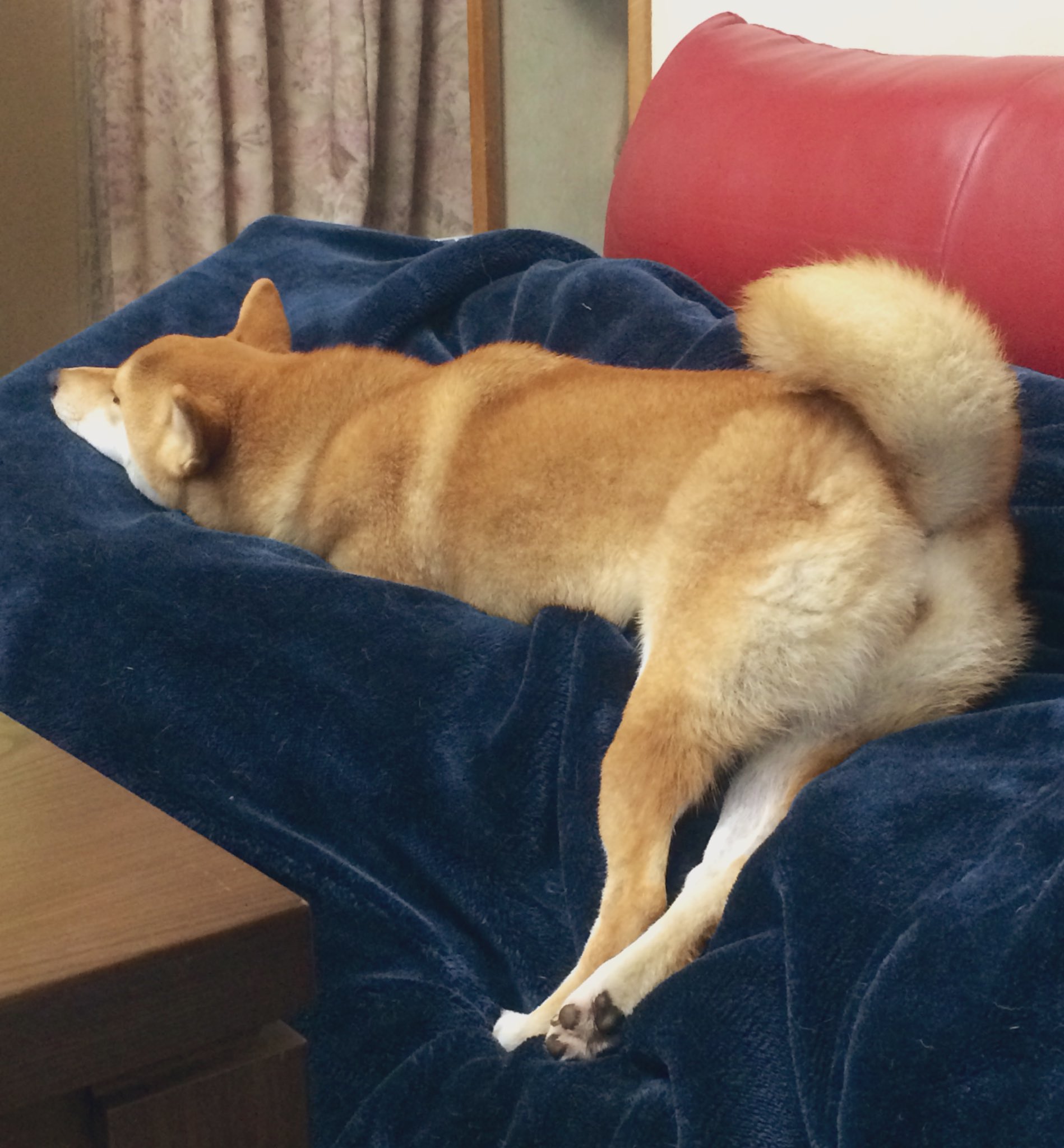 むぎ飯 うちの犬セクシーすぎん T Co X3armwmcdz Twitter