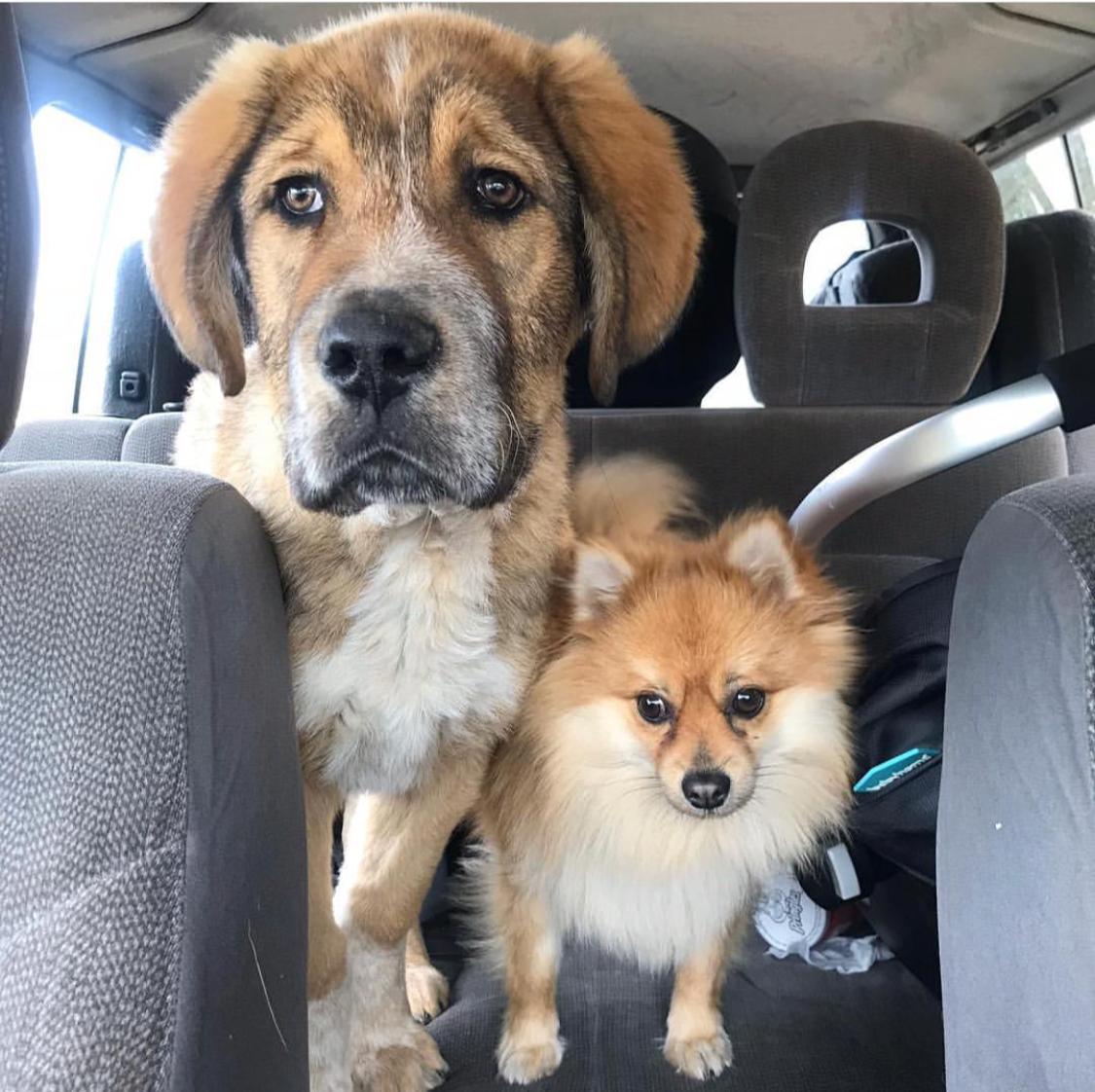 Sugar with a pawfriend! Staring at candy bags outside of the car! 😆🍭🍬instagram.com/sugar_sweetdog… #dog #pet #savetheplanet #vegan #crueltyfree #cutecat #catlover #dogsofinstagram #instadog #nature #news #puppy #Ilovemydog #perro #doglover #animals #kitty #kitten #gato
