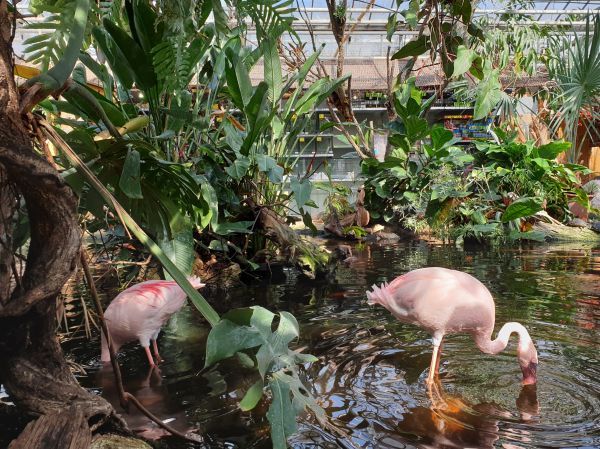 Spotted in The Hague 🇳🇱: The largest all-in-one pet shop in the Benelux is also a veterinary clinic, a mini-zoo and a brasserie!

Spot: <a href="/AVONTURIA/">AvonturiaVogelkelder</a>
Spotter: Jorinde van der Burgh

spottedbylocals.com/thehague/avont…