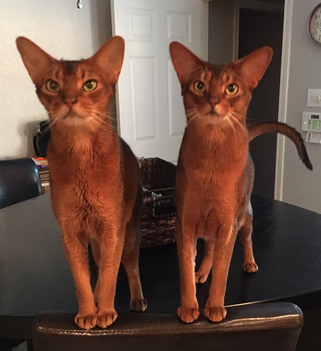 GinaVol_'s tweet photo. @iammoshow Tito and Zuma - Ruddy Abyssinians. https://t.co/kRCh824vML