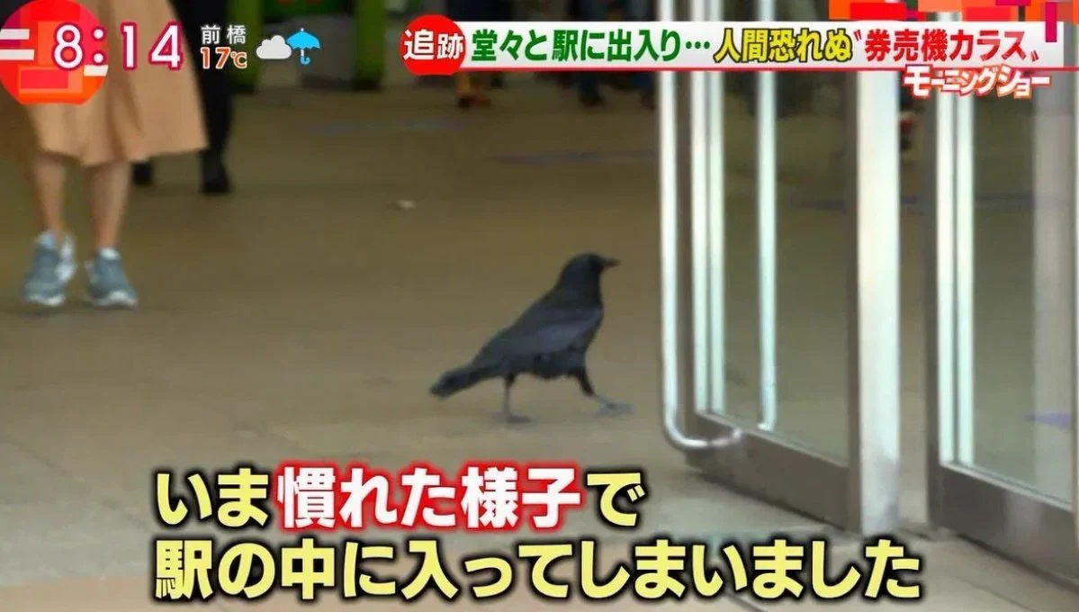 @TakasimaAkihide 今やカラスが駅で切符買おうとする時代だからなぁ
人間の行動を真似てるんだな 