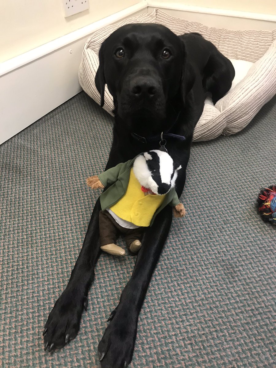 AshbourneBert's tweet photo. @AshInsServices yes Alfie, I know &amp; I love you too, but please stop chewing my tail! https://t.co/gasnKZPaHt