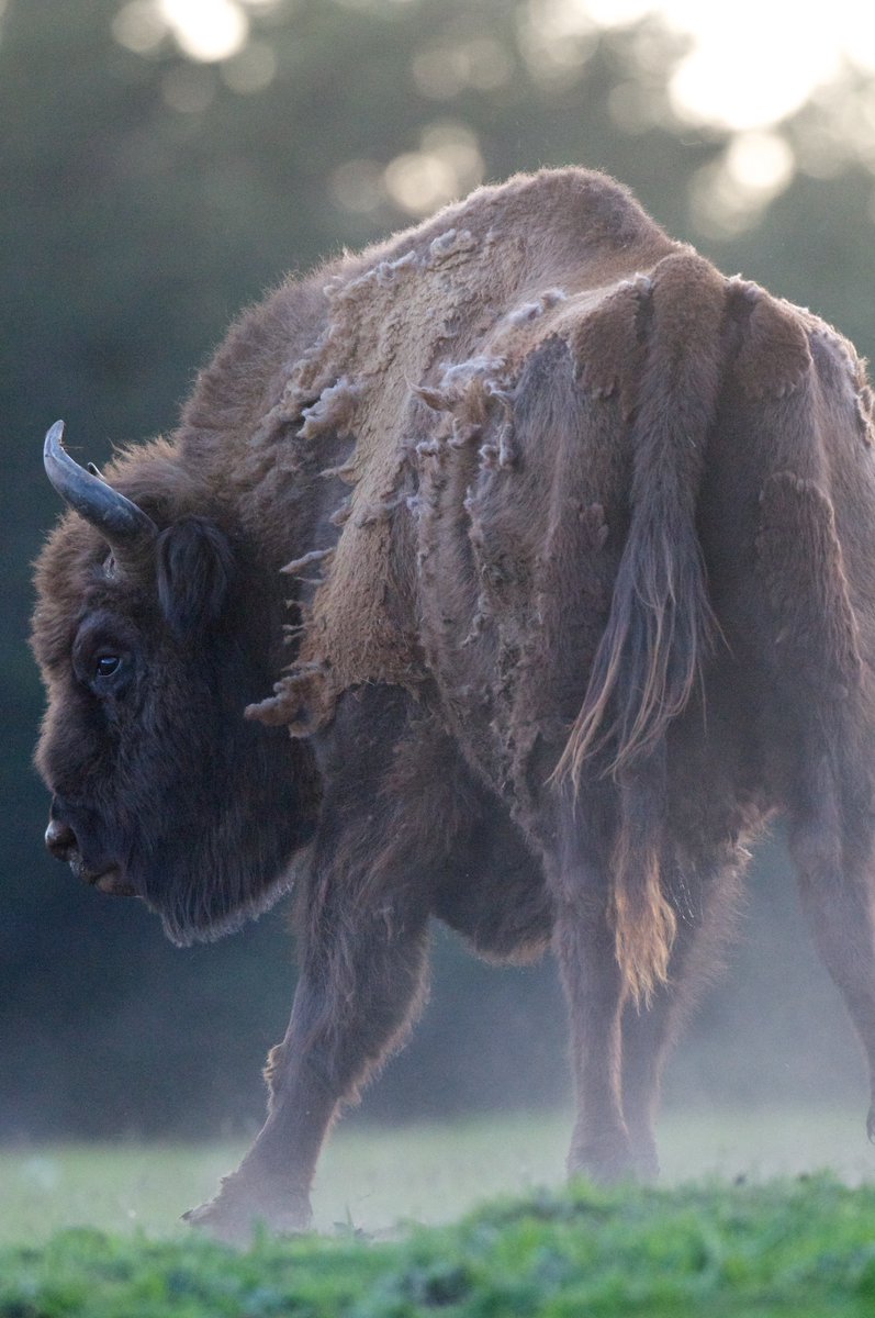 MontsAzur's tweet photo. 10 décembre journée Internationale pour les droits des animaux la Réserve rappelle sa position pour le droit des animaux à demeurer sauvage dans un espace dédié le but essentiel d’une Réserve étant de soustraire la nature et ses occupants aux impacts des activités humaines https://t.co/IzsM3P3LfA