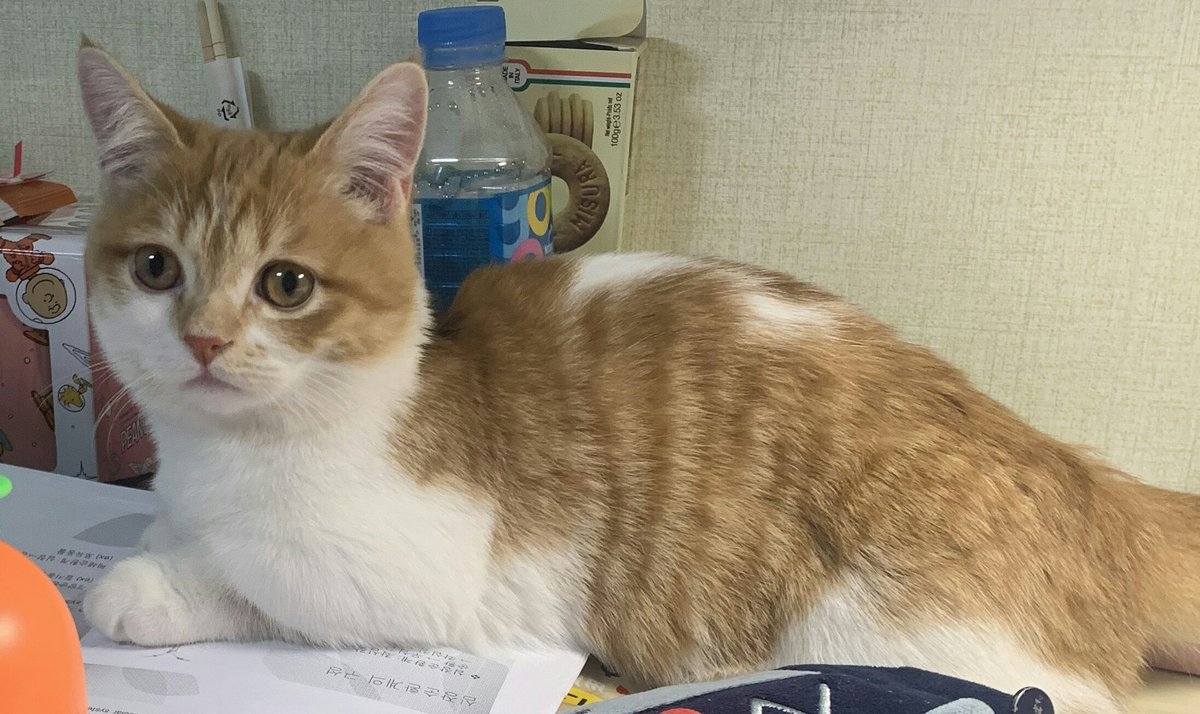 밤비 사진 안 올리는 동안 많이 컸어요!