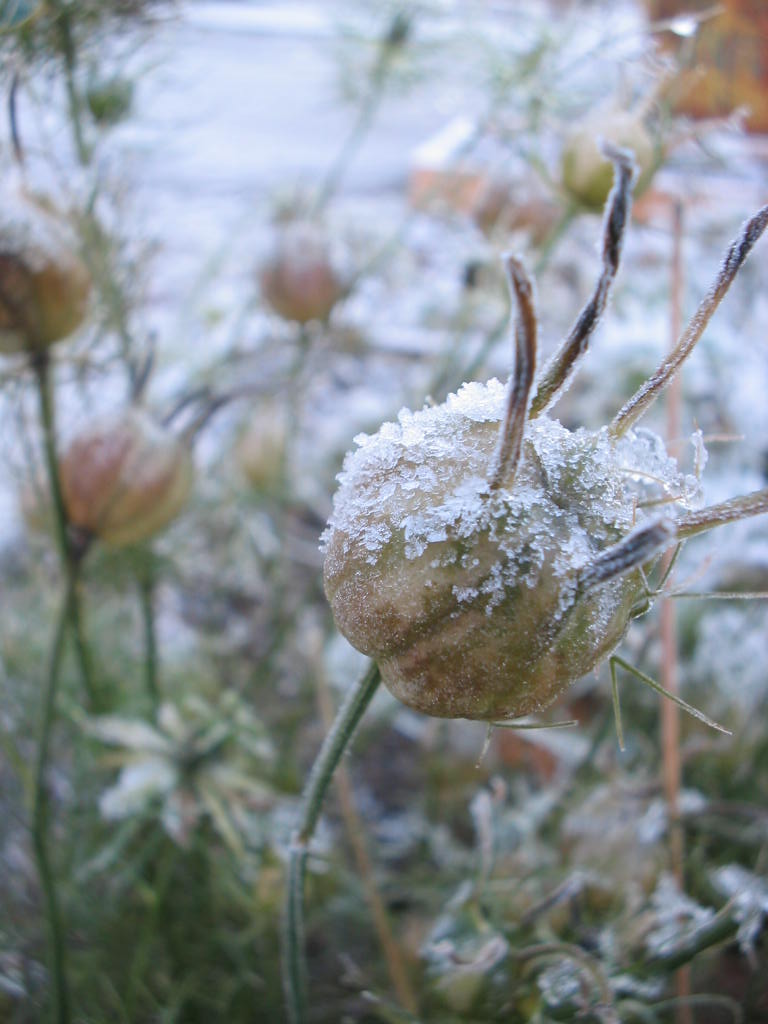 greenspacescot's tweet photo. #GreenAdvent Day 24: Brrr! Greenspaces are frosty spaces!
#greenspace #parks
#AdventCalendar
#frost https://t.co/Hc6sZmmB1S