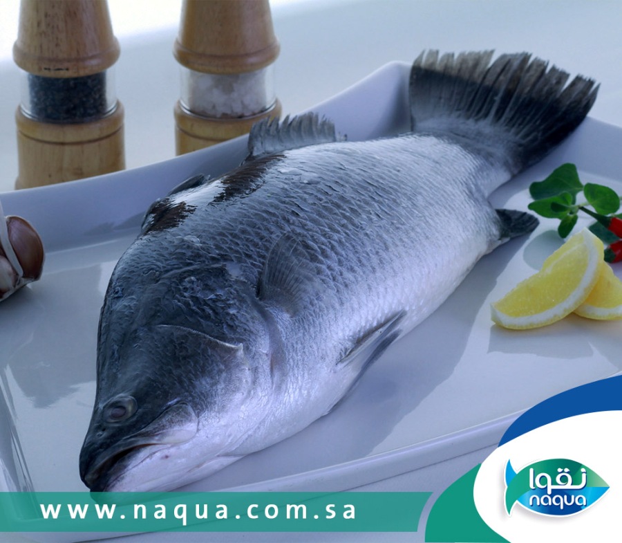 NaquaSeafood's tweet photo. #البحر_الاحمر ما يجيب الا كل خير.
#براموندي
#روبيان https://t.co/rGjBODYB7X
