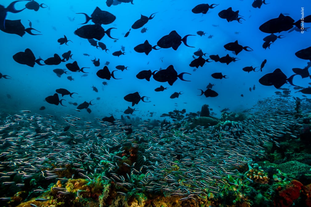 A Pulsing Sea by David Doubilet (US)