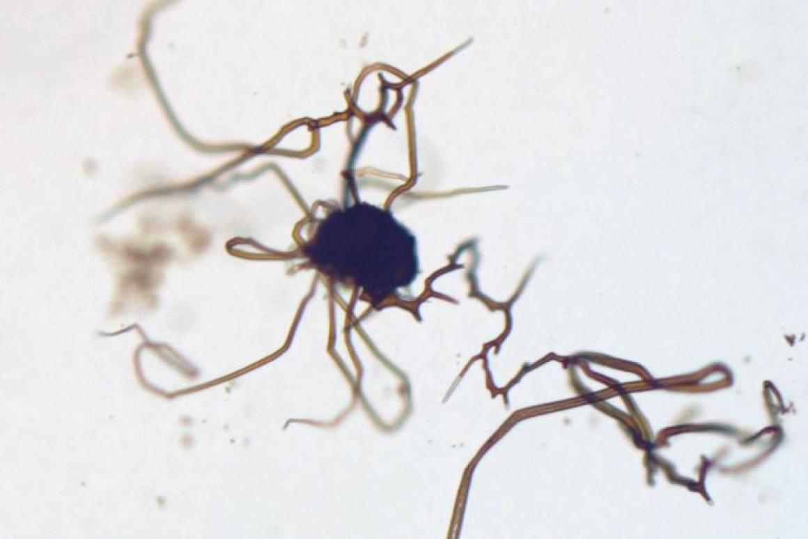Prometheus_ERC's tweet photo. Chemical gardens likely occur in nature and meet biogenicity's morphological criteria, mimicking purported fossils in both morphology and composition
https://t.co/7oaSfGrxY4
#chemicalgardens #biomorphs #biomimetic #exobiology #astrobiology https://t.co/g4bf9wPUvY