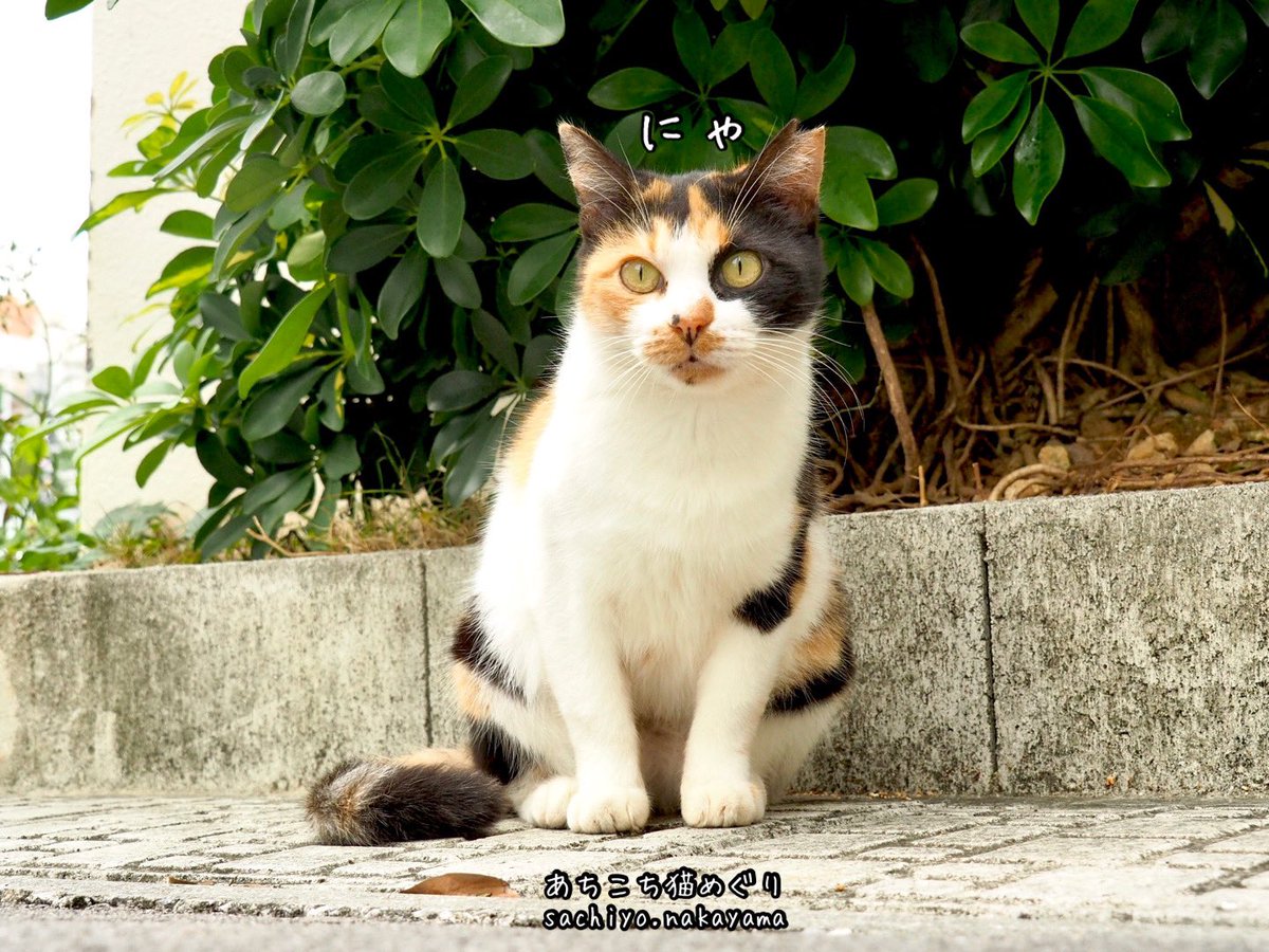 猫写真家 中山祥代 みけちゃんがいっぴき みけちゃんがにひき ん 写真 Cat 猫 ねこ ネコ キャット Meow 地域猫 野良猫 猫写真 僕らの居場所は言わにゃいで 猫写真家 中山祥代 あちこち猫めぐり 猫部 外猫 自由 癒し猫 Photographer