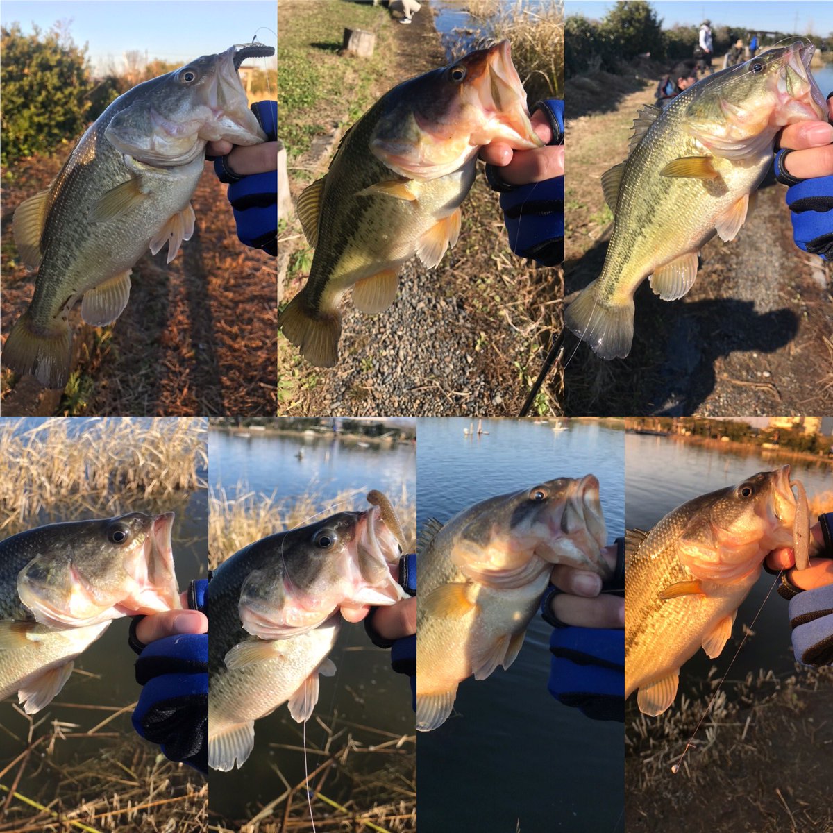WFishingoo's tweet photo. 冬バス釣り！
やっぱ管釣りサイコー！ https://t.co/FudkIXFV6J
