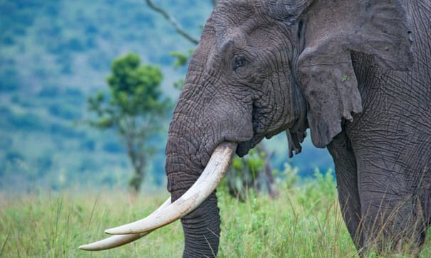 Animal_Watch's tweet photo. Tigers, elephants and pangolins suffer as global wildlife trafficking soars https://t.co/0QPW0u6HmB @guardianeco #wildlife #wildlifecrime https://t.co/OXtfYKbCJH